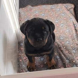 Rottweiler Puppies from Come what May Rottweillers & rescues llc