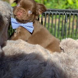 Randy Savage - Liver male French Bulldog puppy in Minneapolis, Minnesota from Flyazz Frenchies Kennels