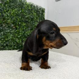 Joshua - Black and tan male Dachshund puppy in El Cajon, California from roxiesdoxies