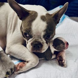 Boston Terrier Puppies from Designers Boston Terriers