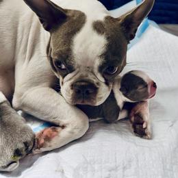 Boston Terrier Puppies from Designers Boston Terriers