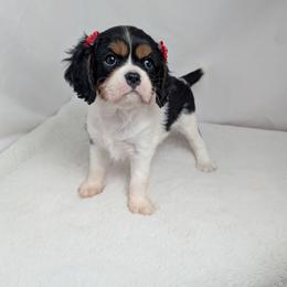 Holly - Tri-color female Cavalier King Charles Spaniel puppy in Seymour, Missouri from Painted Blessing's AKC Cavaliers LLC