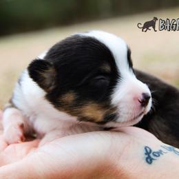 Bagheera - Black and tan male American Corgi puppy in Star City, Arkansas from T4 Farms