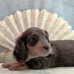 Girl 1 - Blue and tan female Dachshund puppy in Mt. Sterling, Illinois from Doxie Do's