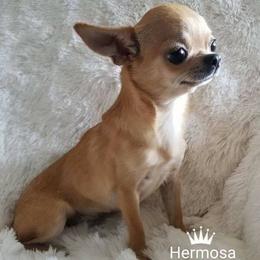 Mosa - Chihuahua