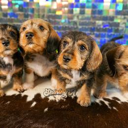 American Corgi, Dachshund, and Pembroke Welsh Corgi Puppies from Shining A Lowriders & Co.