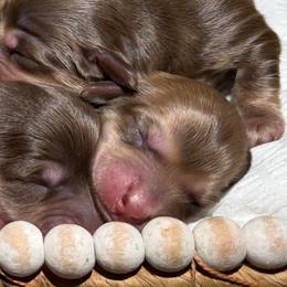 Boy 4 - Chocolate and cream male Dachshund puppy in Bald Knob, Arkansas from Victoria’s Dachshunds