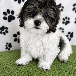 Oliver - Black white and silver male Shihpoo puppy in Boston, Massachusetts from London’s puppies