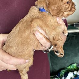Cavalier King Charles Spaniel Puppies from Crosby's Cavaliers