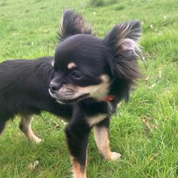 Peanut - Chihuahua