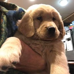 Golden Retriever Puppies from Golden-B-Bear Kennel