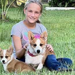 Pembroke Welsh Corgi Puppies from Pembroke Welsh Corgis at Belle Haven