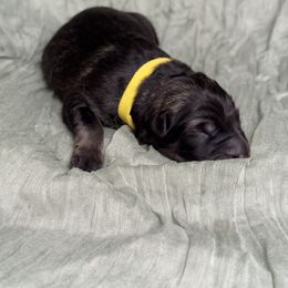Yellow collar - Black and beige female Shiloh Shepherd puppy in Watchung, New Jersey from Blue Moon Shilohs