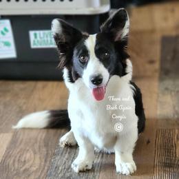 Wendigo - Cardigan Welsh Corgi