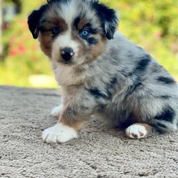 Purple - Blue merle male Miniature Australian Shepherd puppy in Silver Creek, Mississippi from E4 Farm Mini Aussie’s