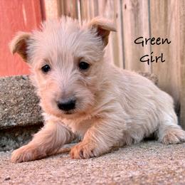 Snowflake (green) - Wheaten female Scottish Terrier puppy in Chattanooga, Oklahoma from Lottie Dottie Scottie’s and Papillons