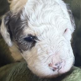 River - Grey and white male Bernedoodle puppy in Larimer County, Colorado from Puppy Love Doodles