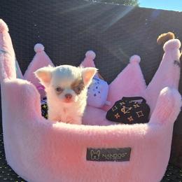Diamond - White female Chihuahua puppy in Amity, Pennsylvania from Baxters Chihuahuas