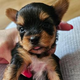 Pup 2 - Black and tan female Yorkshire Terrier puppy in Polk City, Florida from Yorkies by Casey