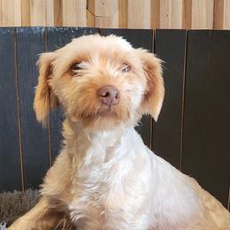 Harley - Yorkshire Terrier