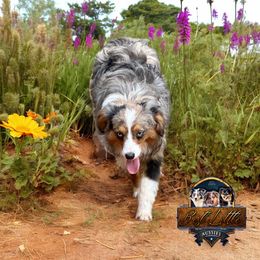 Moose - Toy Australian Shepherd