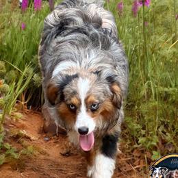 Moose - Toy Australian Shepherd