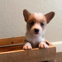Luna - Sable female Pembroke Welsh Corgi puppy in Arkansas from CanaanCorgis