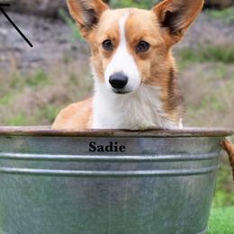 Sadie - Pembroke Welsh Corgi