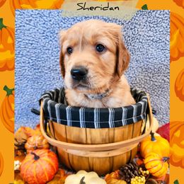 Sheridan - Dark golden male Golden Retriever puppy in Shelton, Washington from Kennedy Goldens
