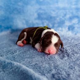 Shasta - White and red female Bordoodle puppy in Elizabeth City, North Carolina from Howdy Doodles