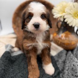 Chrome - Sable male Bernedoodle puppy in Ocala, Florida from Bernedoodles of Florida