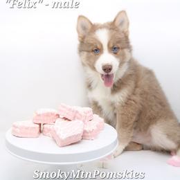 Felix SALE 2700 - Lavender male Pomsky puppy in Christiana, Tennessee from Smoky Mountain Pomskies