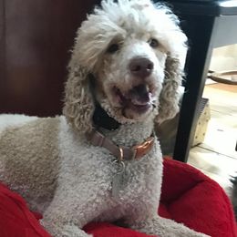 Miniature Schnauzers, Poodles, and Schnoodles from Spice Mountain Puppies