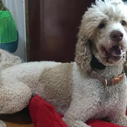 Miniature Schnauzers, Poodles, and Schnoodles from Spice Mountain Puppies