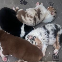 Brie - Blue merle female Australian Shepherd puppy in California from Trilogy Australian Shepherds