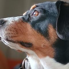 Jasminna - Entlebucher Mountain Dog