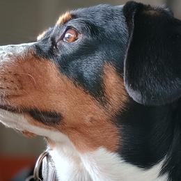 Jasminna - Entlebucher Mountain Dog