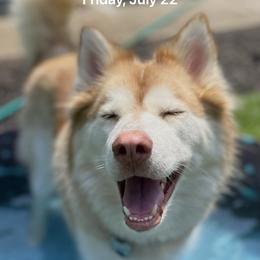 HATCHI - Siberian Husky