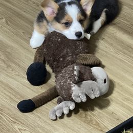 Pembroke Welsh Corgi Puppies from Shenanigans Ranch