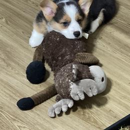Pembroke Welsh Corgi Puppies from Shenanigans Ranch