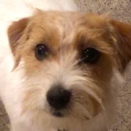 Tina - Russell Terrier