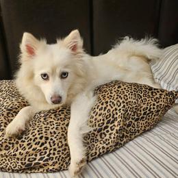 Barbie - Pomsky