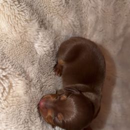 Solid choc boy - Chocolate and tan male Dachshund puppy in Woodward, Oklahoma from Oklahoma AKC Miniature Dachshunds