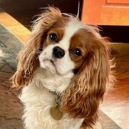 Bunni - Cavalier King Charles Spaniel