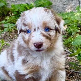 Cashew - Red merle female Australian Shepherd puppy in Hugo, Colorado from Frying Pan Ranch Australian Shepherds