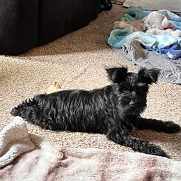 Miniature Schnauzer Puppies from Chantel's Miniature Schnauzers
