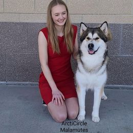 Acadia - Alaskan Malamute