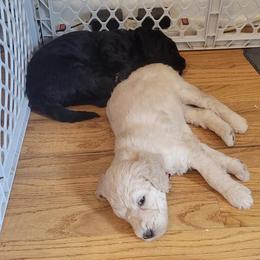 Goldendoodles from Tami Behm's Goldendoodles