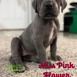 Miss Pink Flower - Blue female Great Dane puppy in Monroe, Utah from Indigo Blu Danes