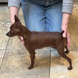 Miniature Pinscher All Grown Up from Kimro Miniature Pinschers